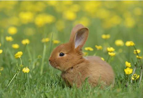 traditional folklore about the wise rabbit