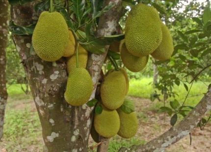 eso afon, african breadfruit