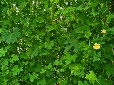 ejinrin aja leaf, igbole aja leaf