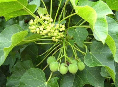 ewe lapalapa, iyalode, botuje. Jatropha leaf