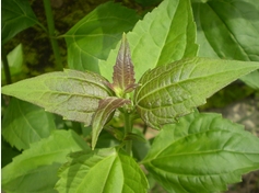 ewe akintola, akintola leaf