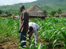 yoruba agricultural farming