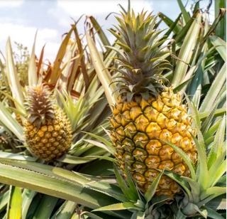 ope oyinbo, pineapple fruit