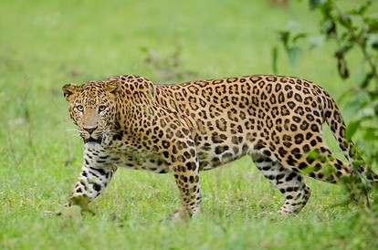 how leopard got its spots