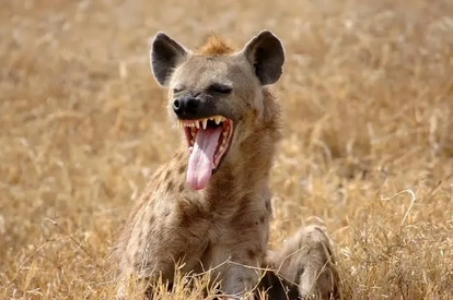 story of the greedy hyena