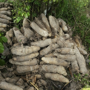 odun ijesu tuntun, yoruba yam festival