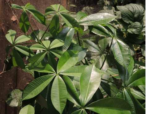 eepo ahun leaf