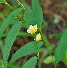 ewe osepotu, osepotu leaf