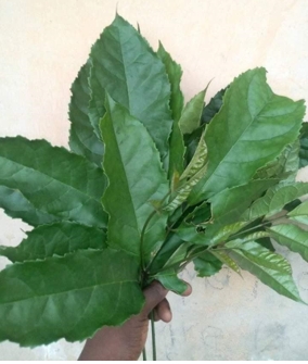 ewe akoko (akoko leaf)