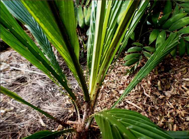 ewe imoriwo (mariwo ope)